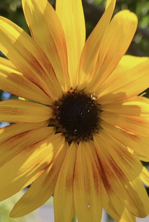 Fresh flowers arranged in a clean interior space